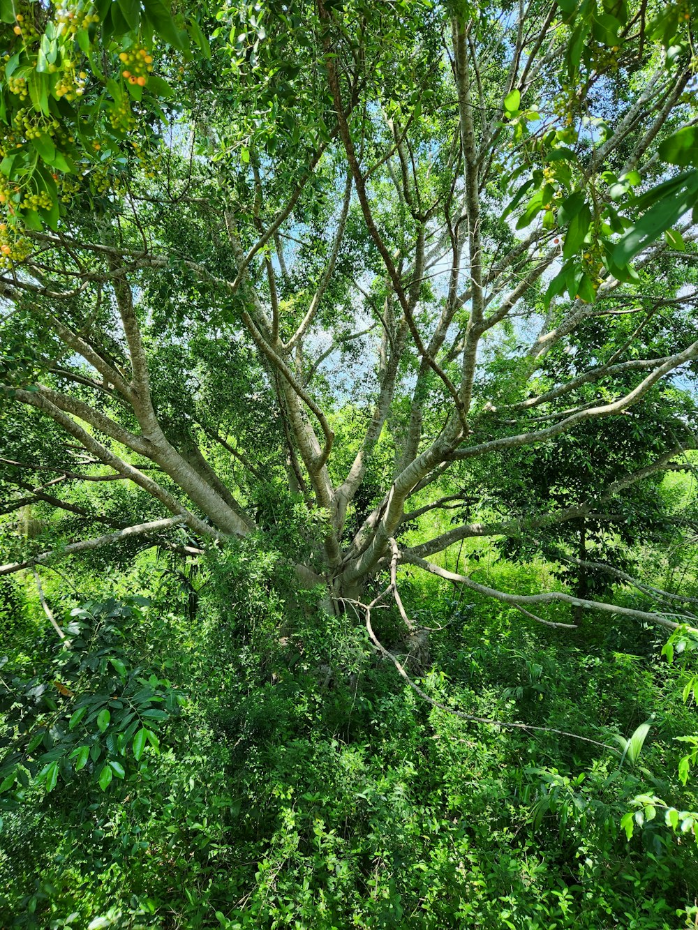 a large tree in the middle of a forest