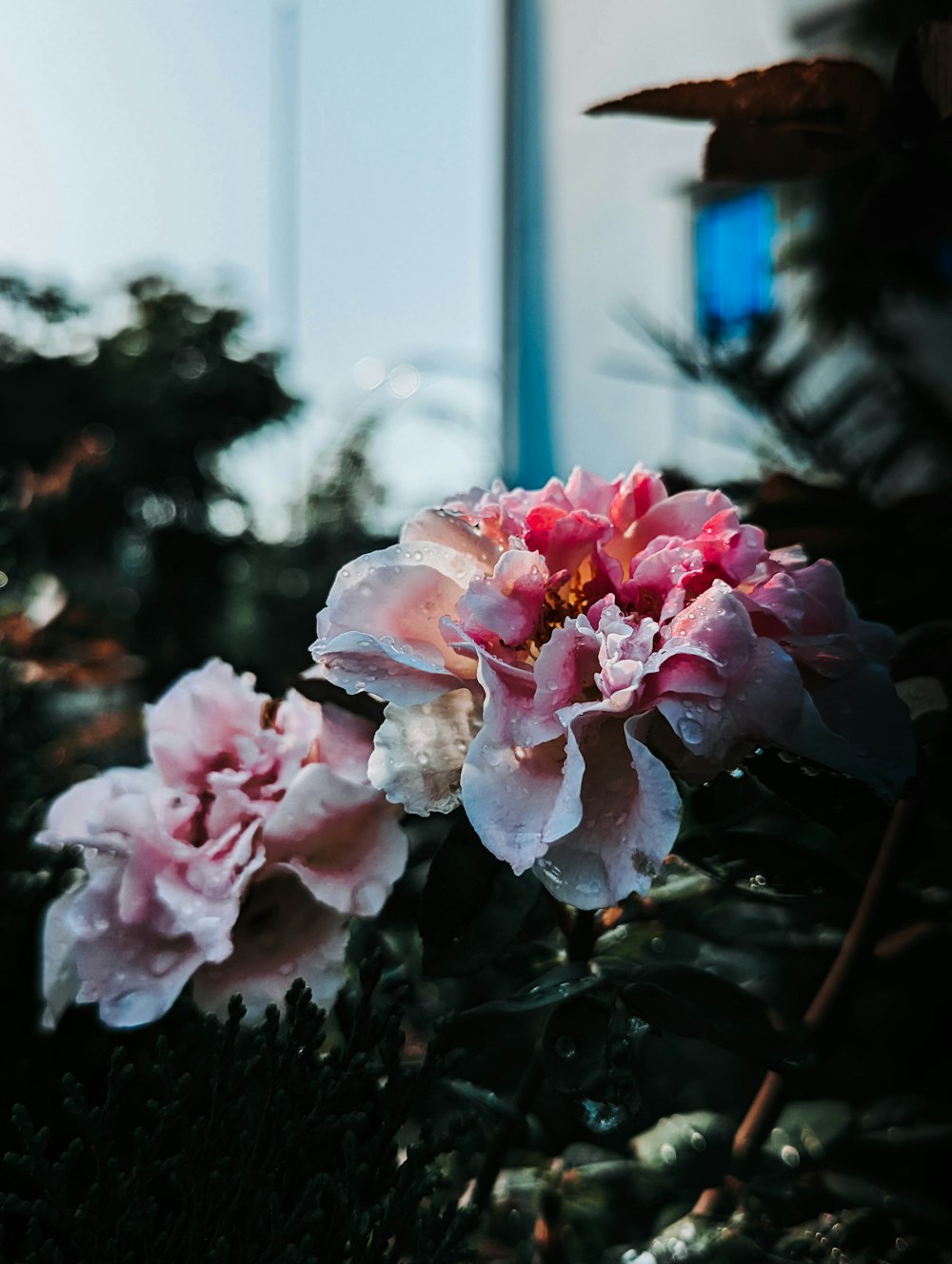 um close up de uma flor rosa em uma planta