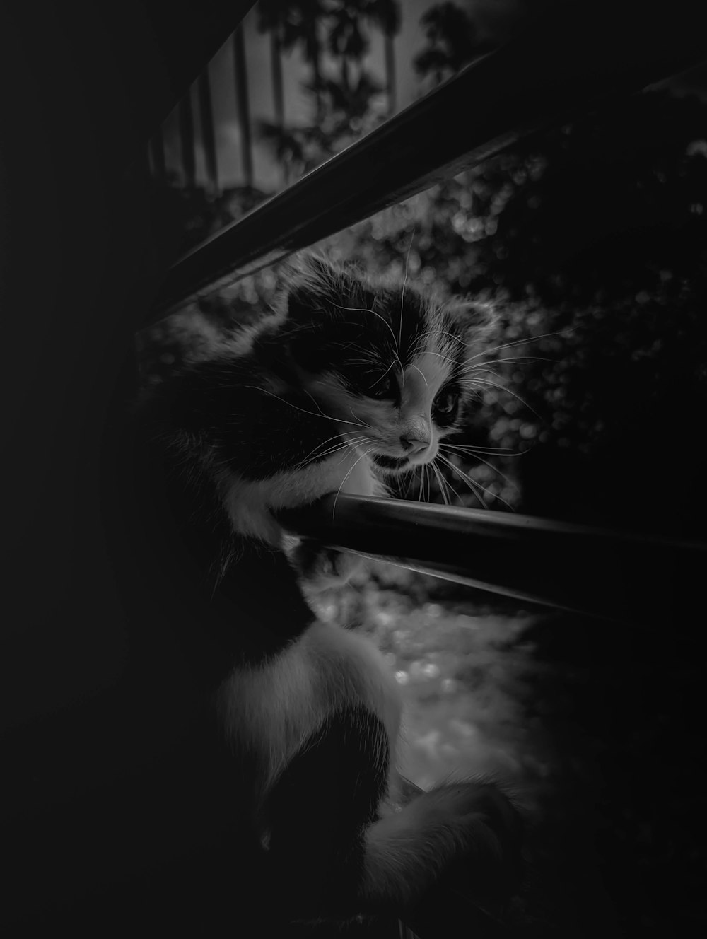 Una foto in bianco e nero di un gatto che guarda fuori da una finestra