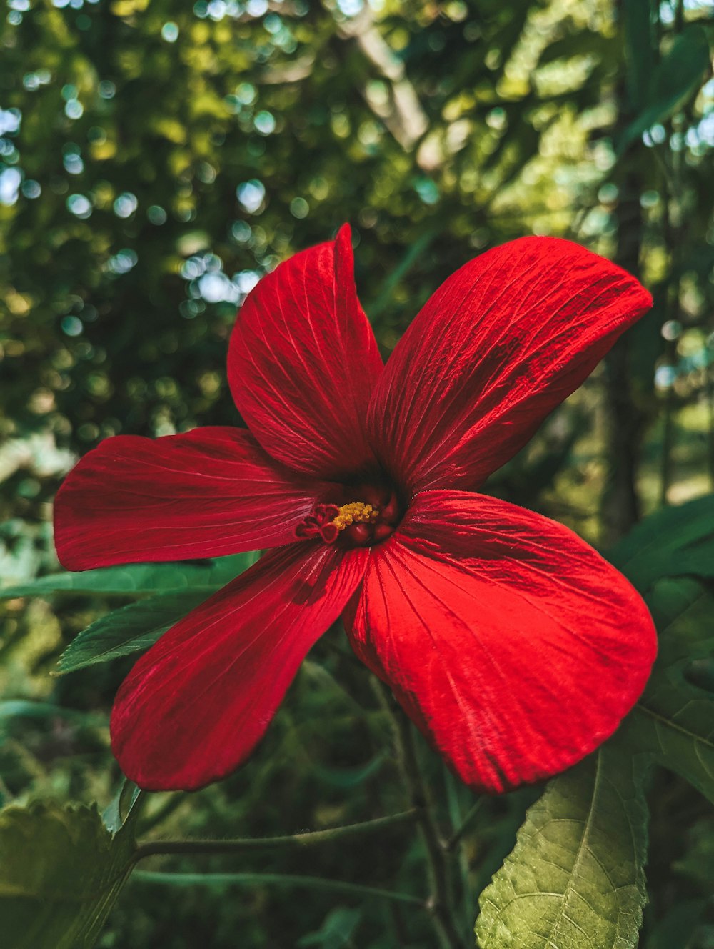 a red flower with green leaves in the background