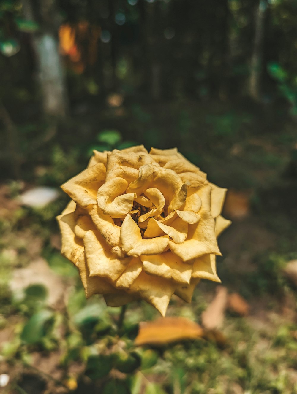 a close up of a yellow flower in a field