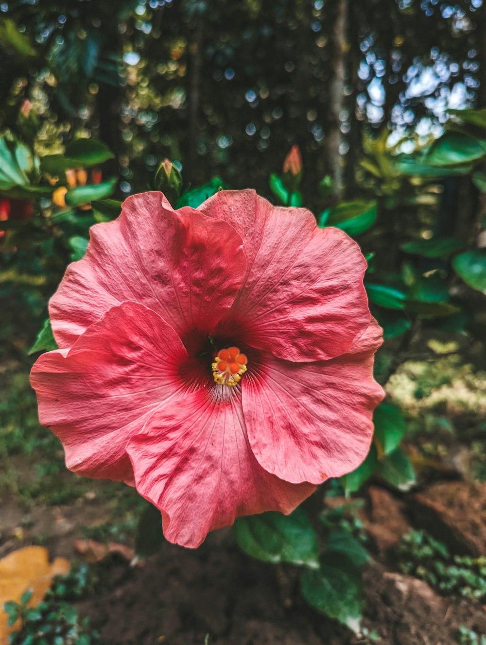 a large pink flower with green leaves in the background