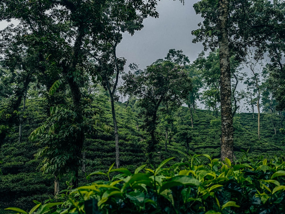 Una lussureggiante foresta verde piena di molti alberi