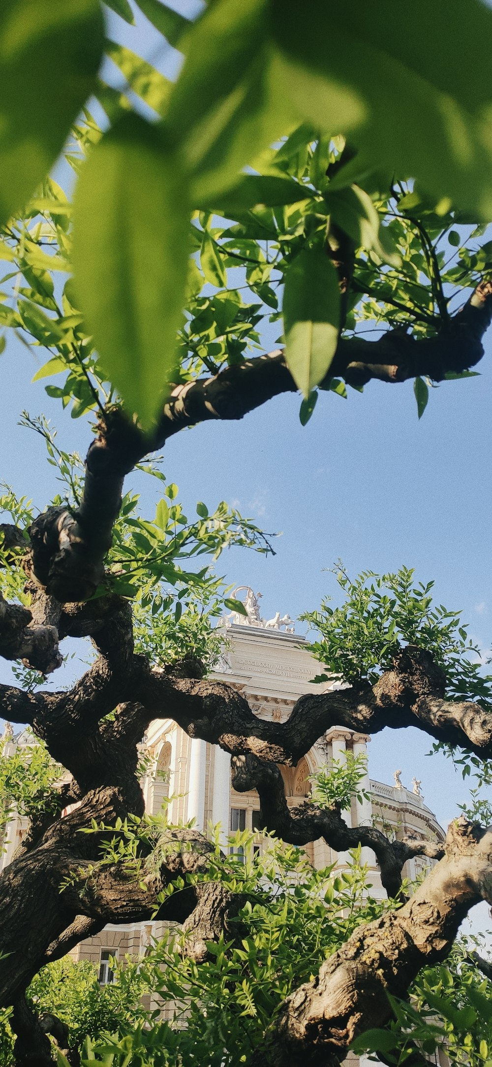 a tree with a building in the background