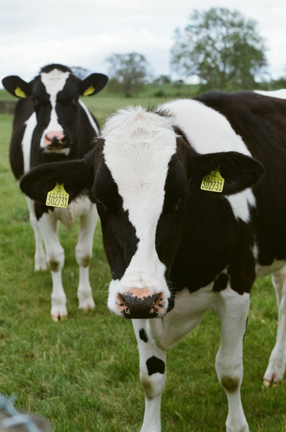 a couple of cows standing on top of a lush green field