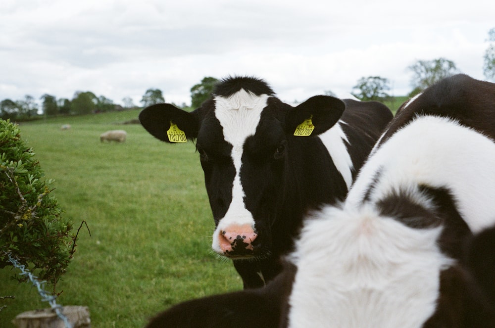 a couple of black and white cows standing in a field