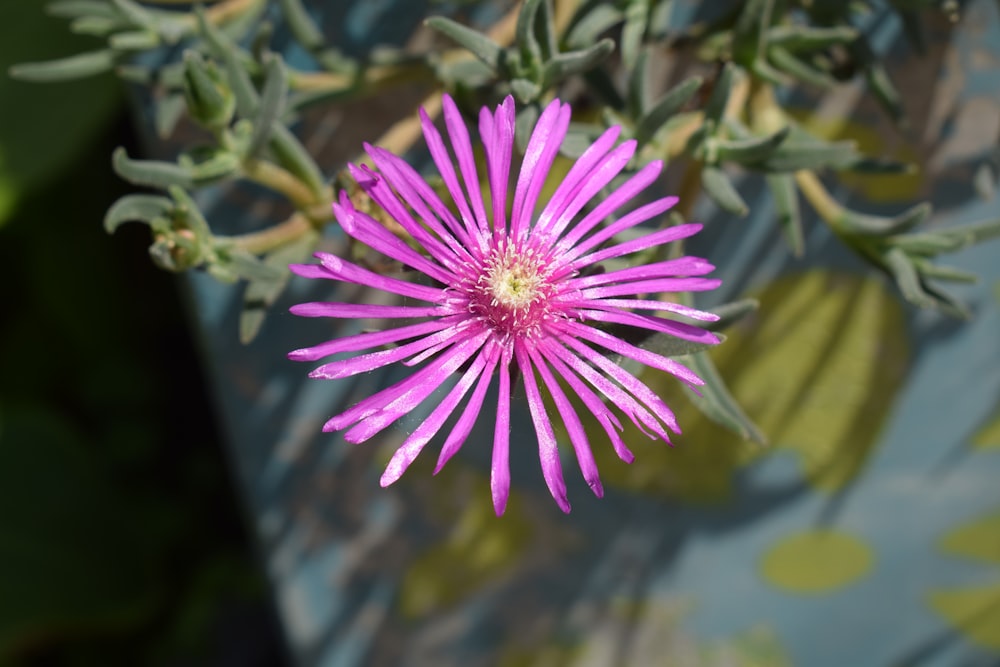 Un primer plano de una flor rosada en una planta