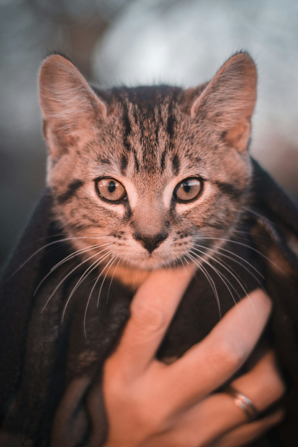 a person holding a cat in their arms