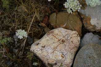 Close-up of ornamental rocks integrated into a vibrant rural landscape design.