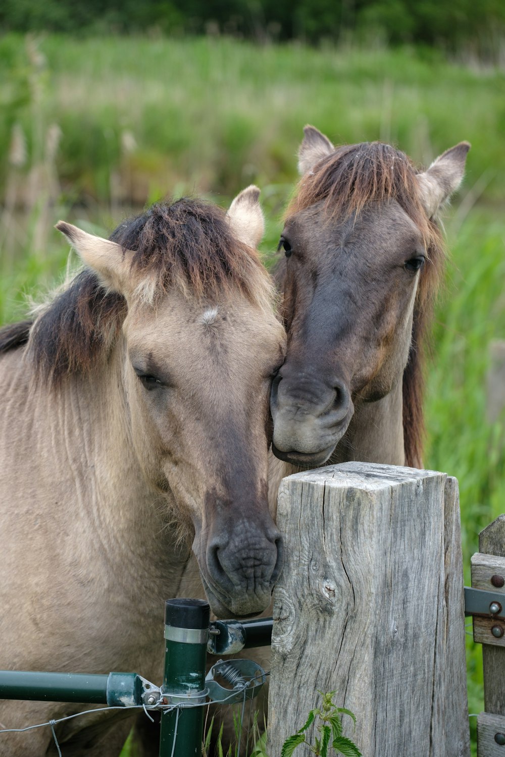 a couple of horses standing next to each other