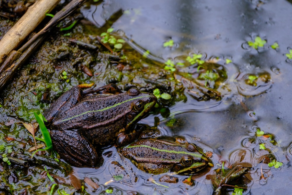 a frog sitting on top of a puddle of water