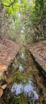 A narrow water stream flows through a natural setting surrounded by dense vegetation. The water is clear enough to see the stones and leaves beneath it. On either side of the stream, there is a mixture of fallen leaves and soil. The area above the stream is densely covered with green foliage, creating a canopy effect.