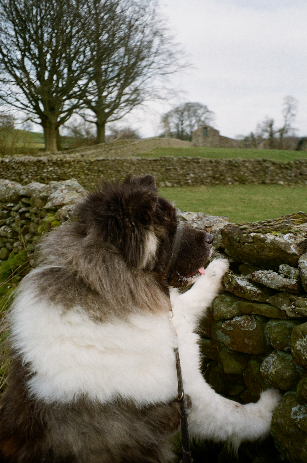 a large brown and white dog standing next to a stone wall