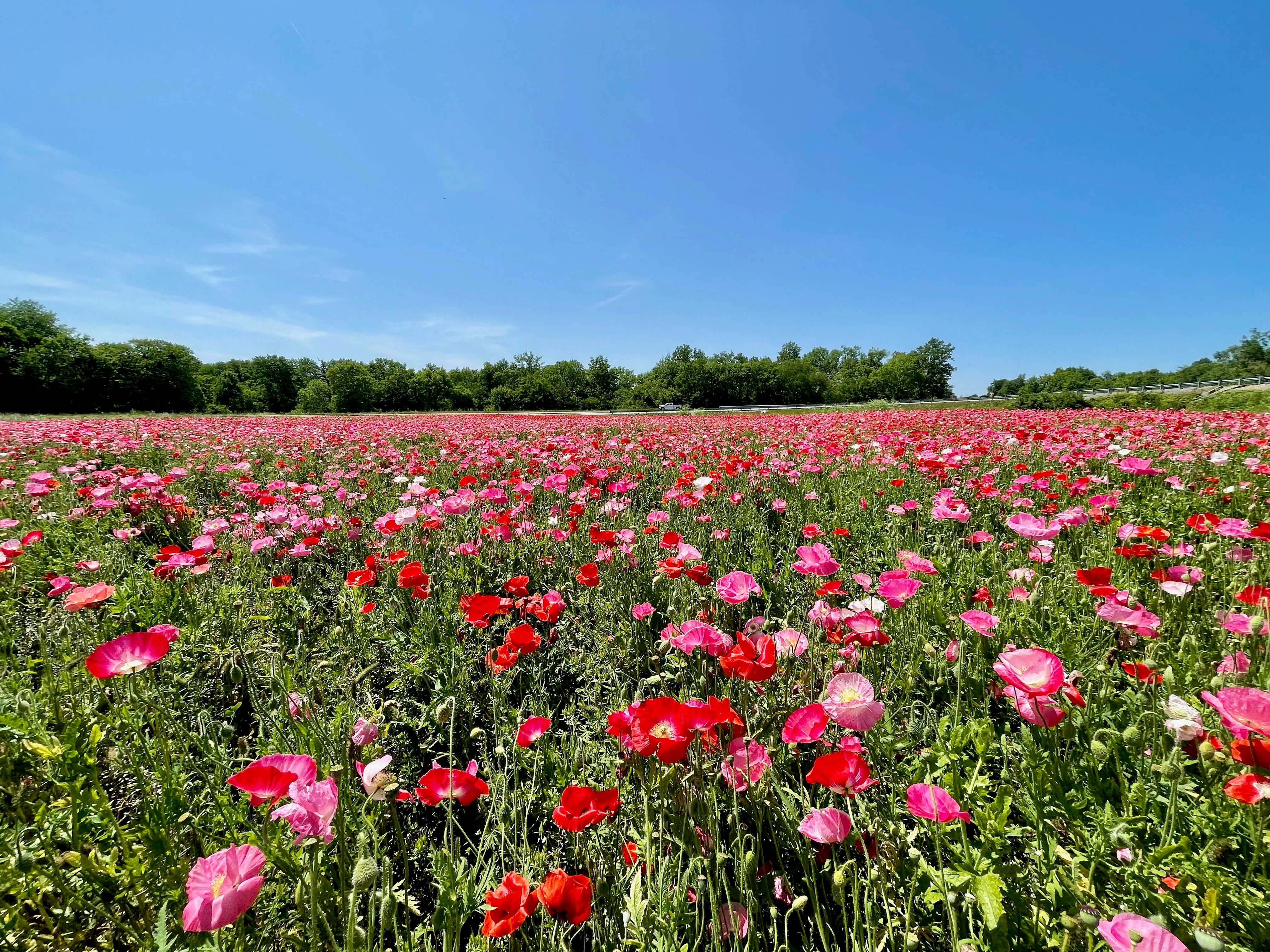 Photo by stevedimatteo