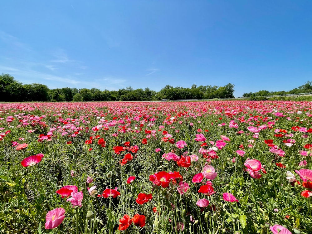 a field full of red flowers under a blue sky