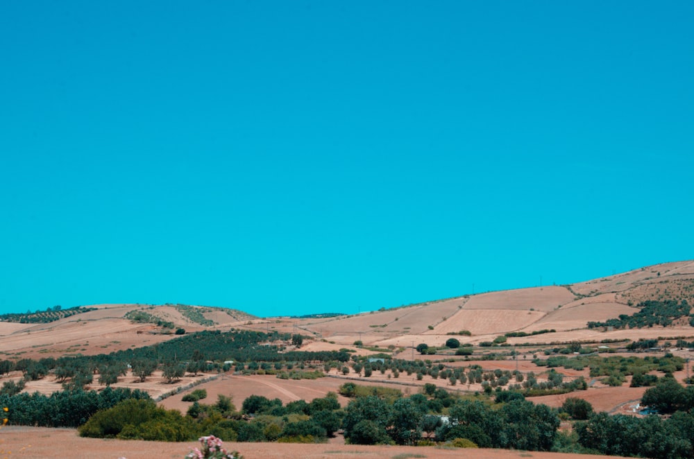 a herd of sheep grazing on top of a dry grass field