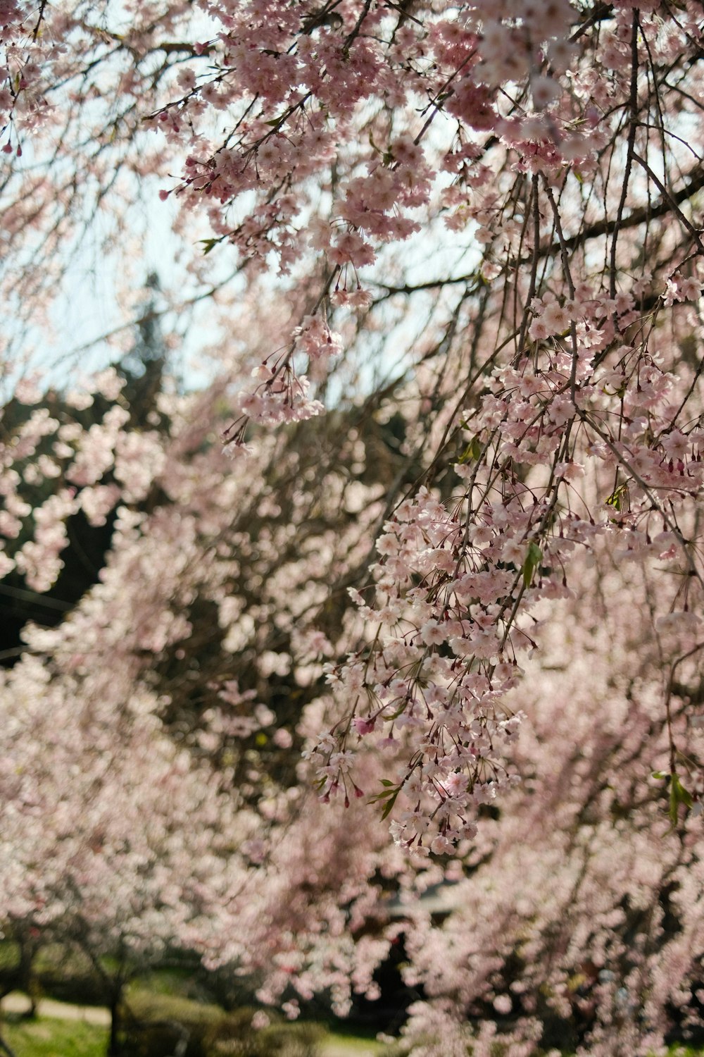 a tree with lots of pink flowers in a park