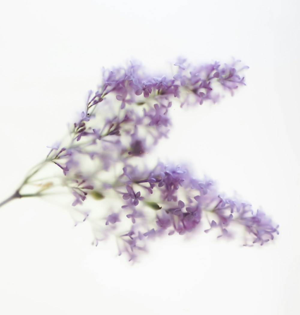 a close up of a purple flower on a white background