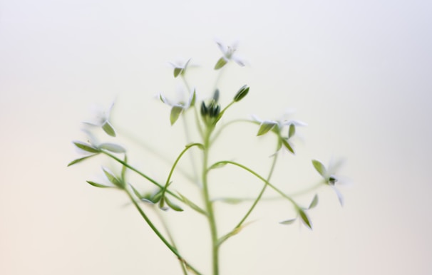 A delicate arrangement of white lilies and soft greenery on a minimalist white background.