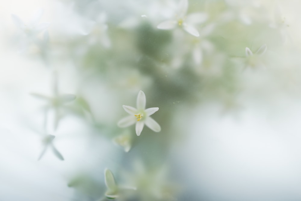 a blurry photo of some white flowers