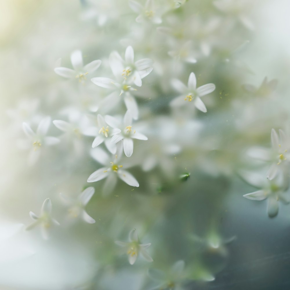 흰 꽃 한 무리의 클로즈업
