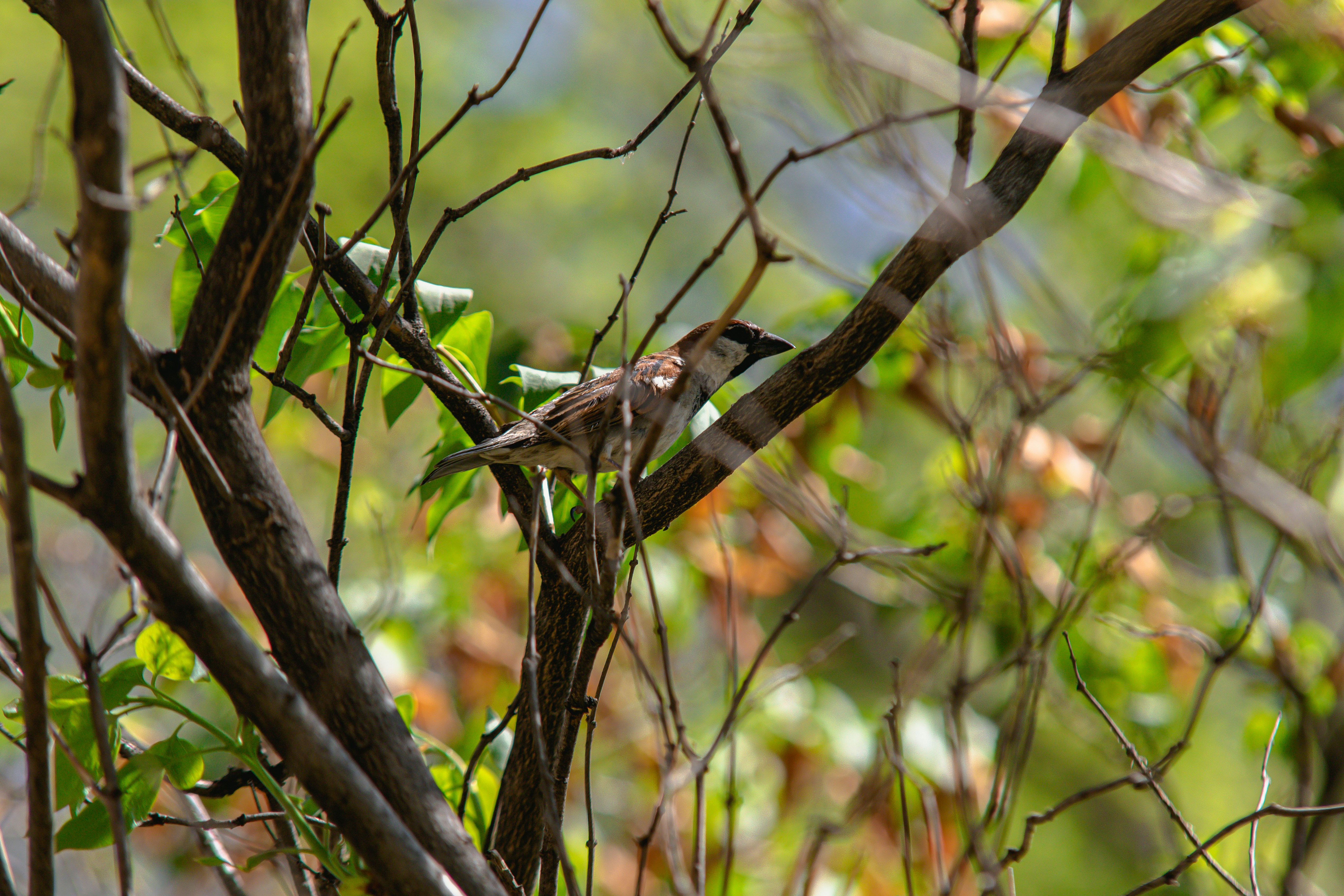 Photo by photo_tanbir