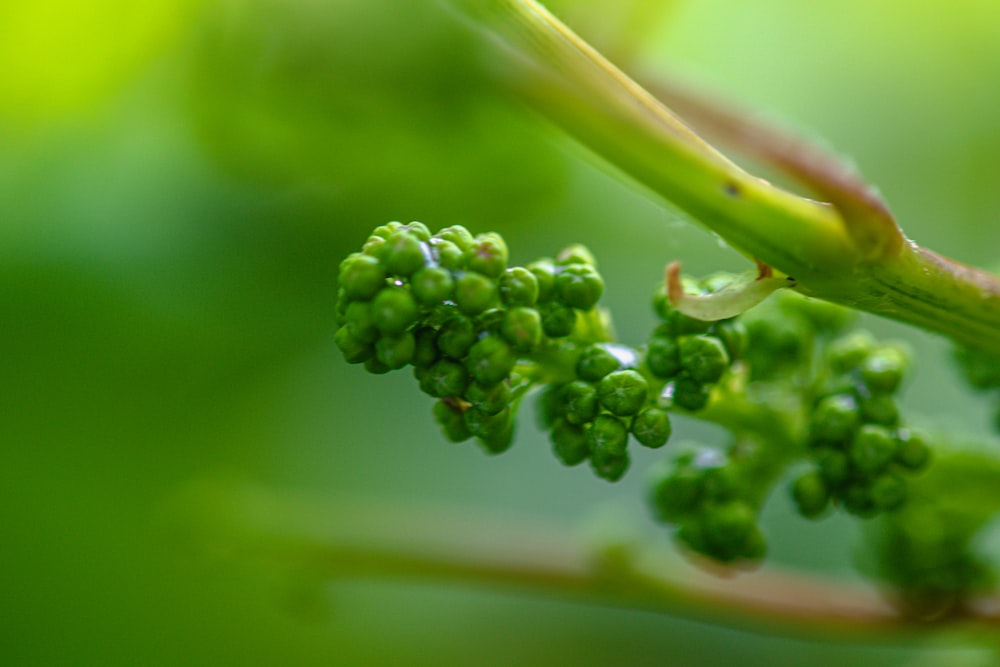 a close up of a plant with small green flowers