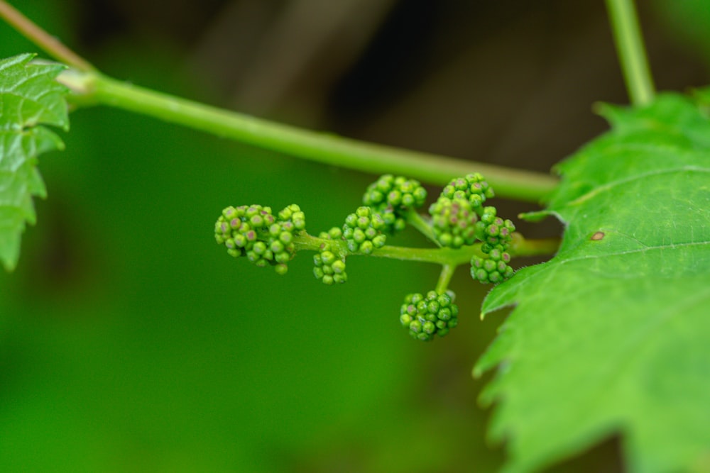 a close up of a green leaf with tiny flowers