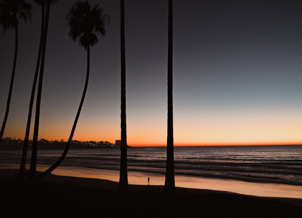 palm trees line the beach as the sun sets