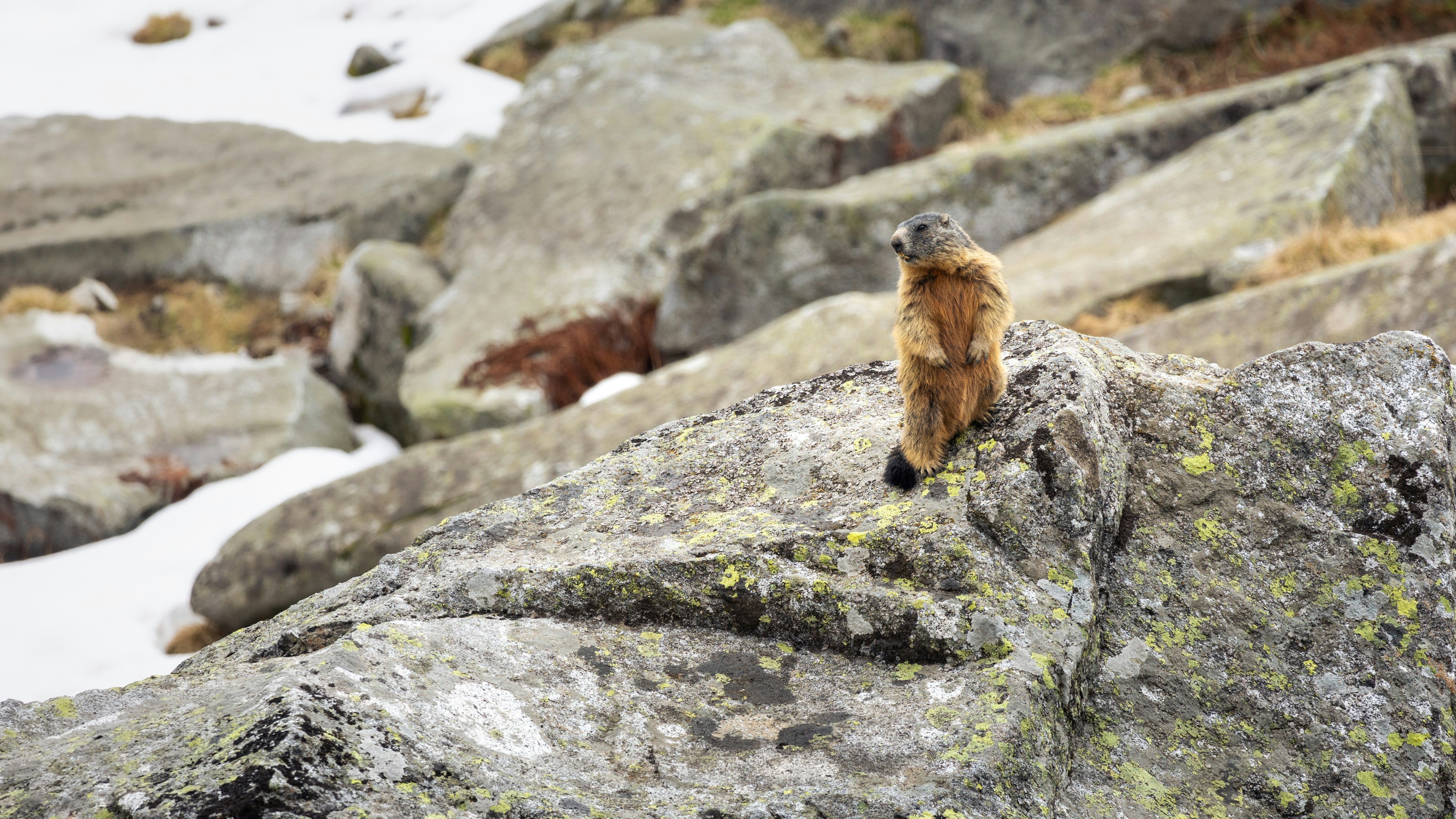 A small animal sitting on top of a large rock photo – Free Italy Image ...