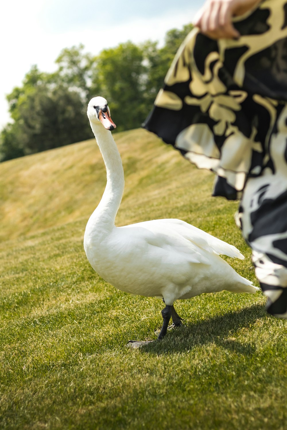 a white swan standing on top of a lush green field