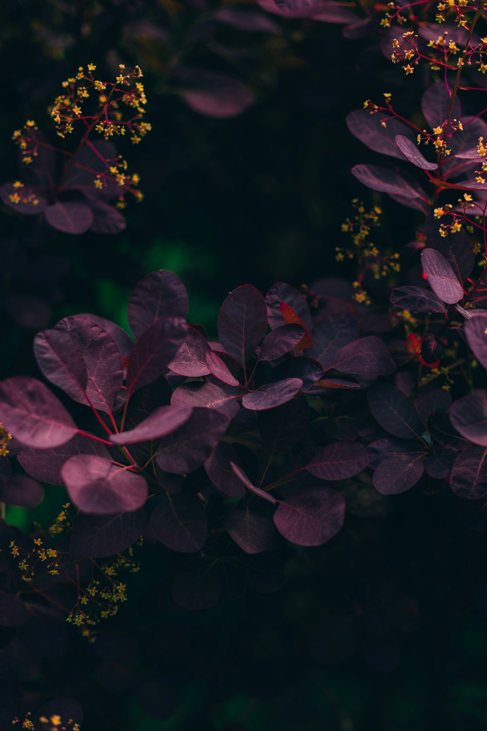 a bunch of purple leaves and yellow flowers