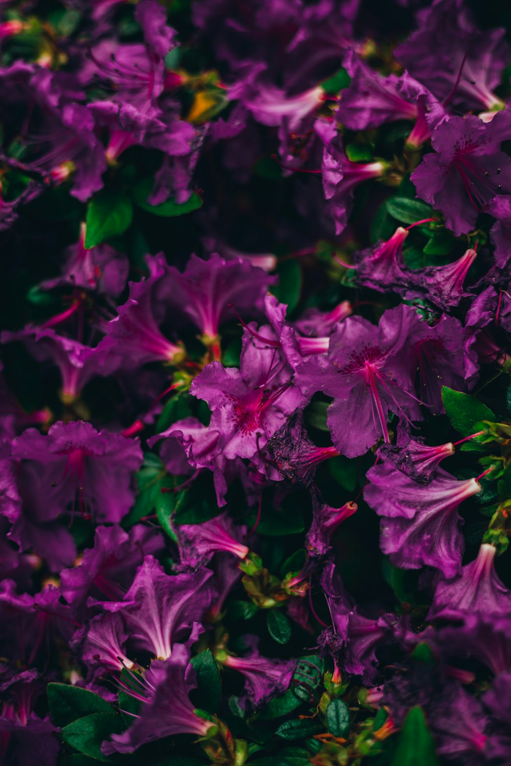 ein Strauß lila Blüten mit grünen Blättern