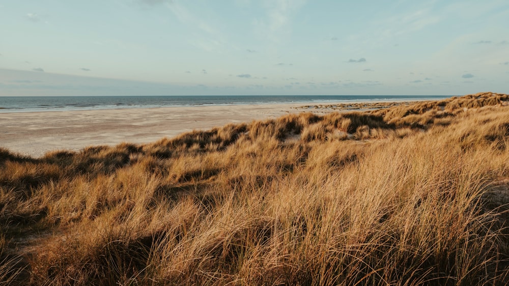 a grassy field with a body of water in the background