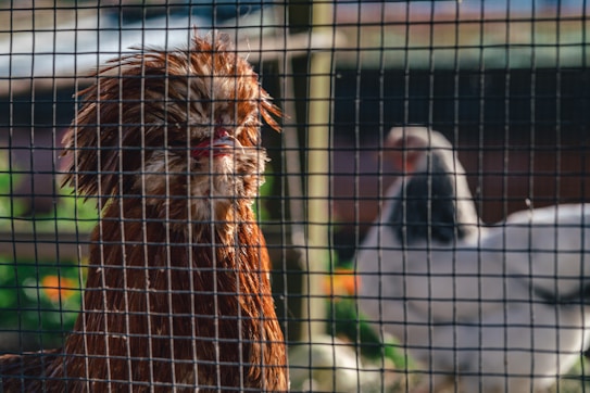 A chicken with a distinctive, fluffy, brown plumage stands behind a metal wire fence, with another lighter-colored chicken blurred in the background. The sunlight highlights the texture of the feathers and the wire grid.