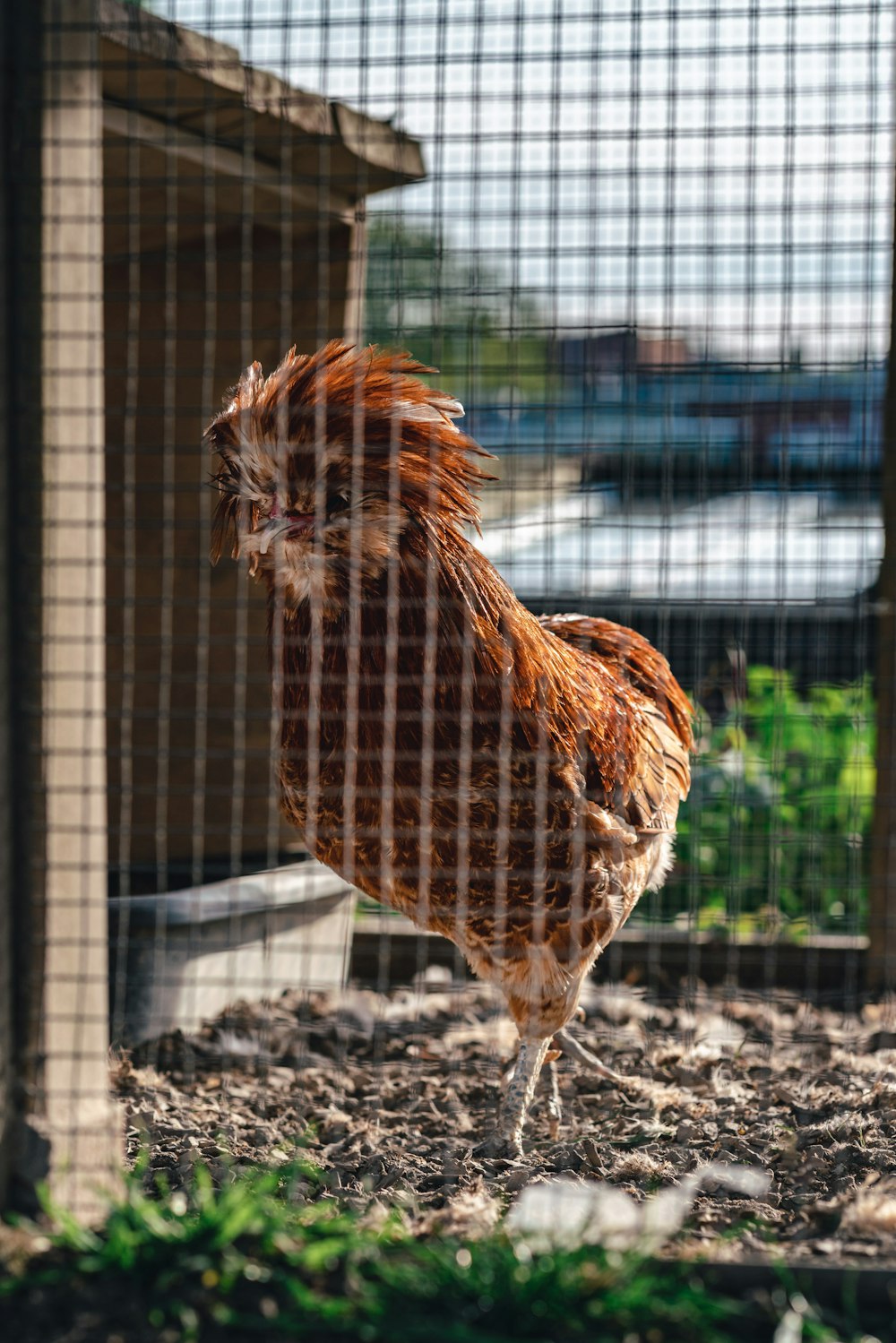 un pollo marrón y blanco parado en la parte superior de un campo de tierra