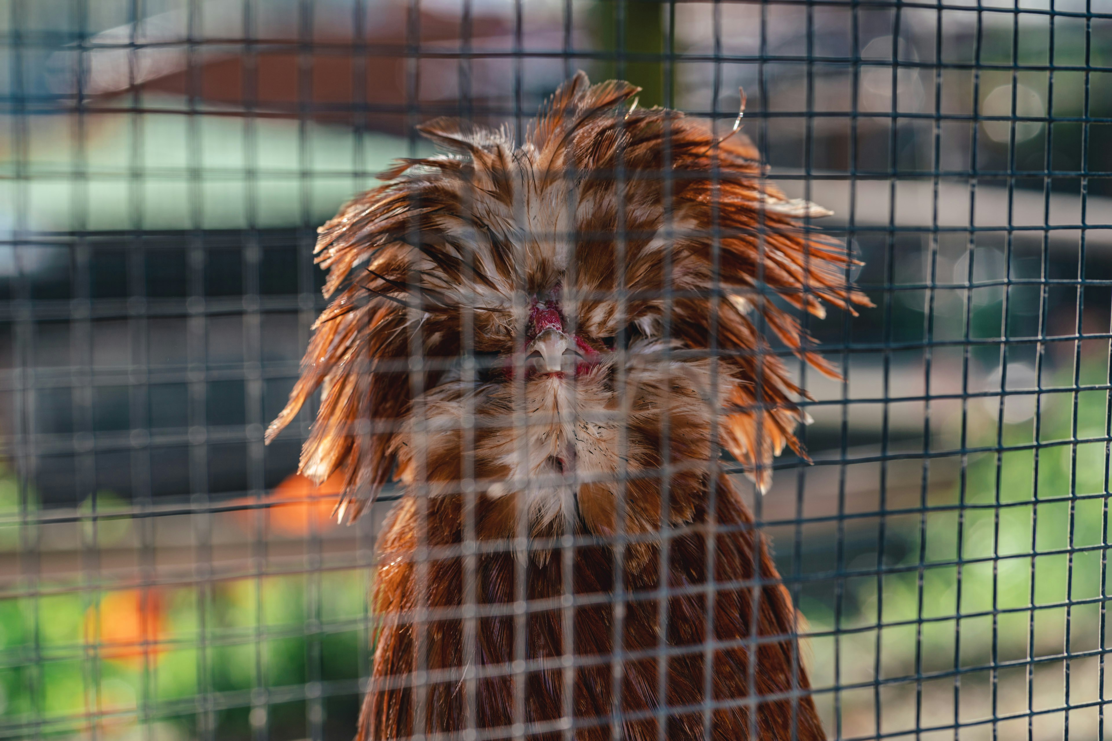 a close up of a chicken in a cage