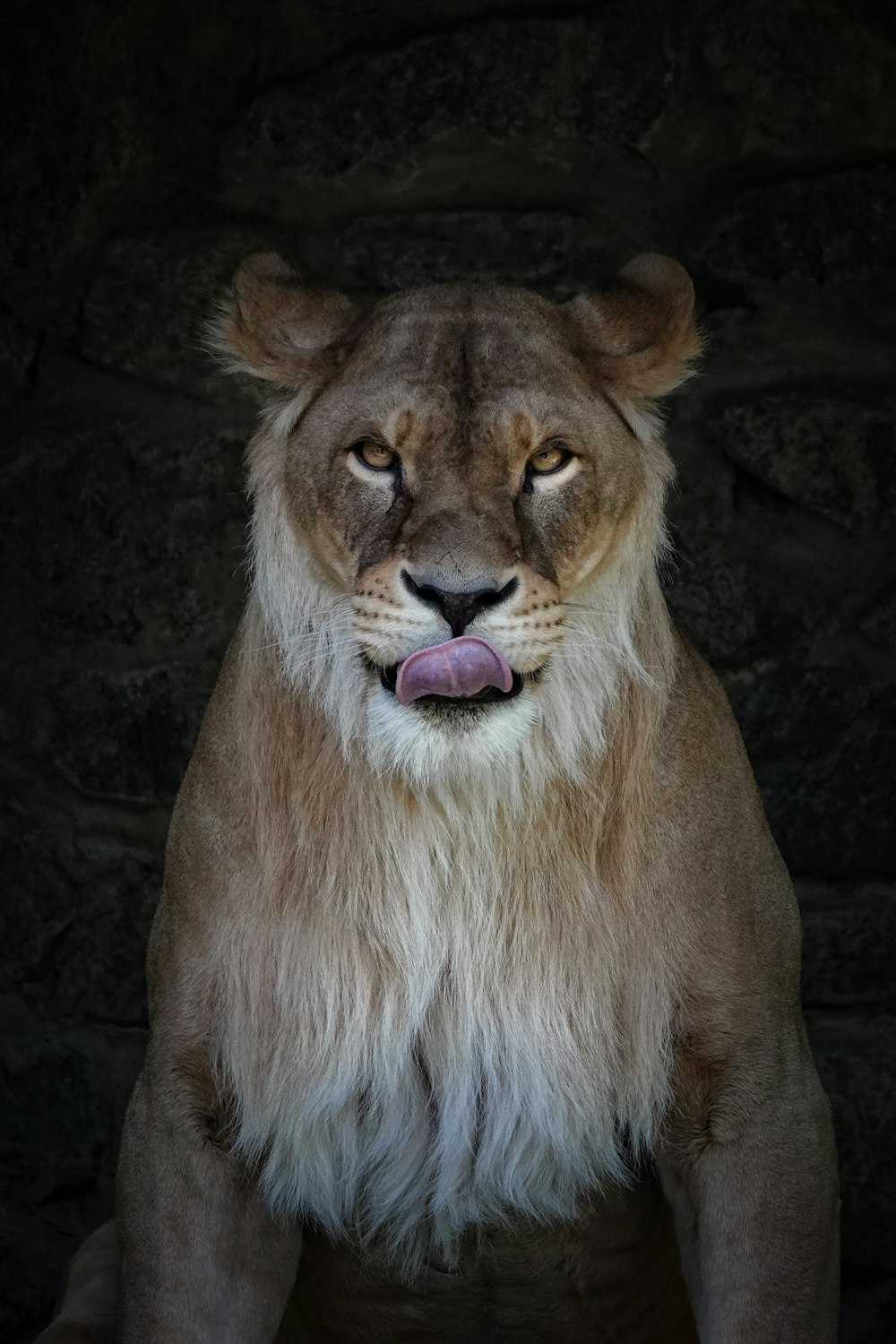 a close up of a lion with its tongue out