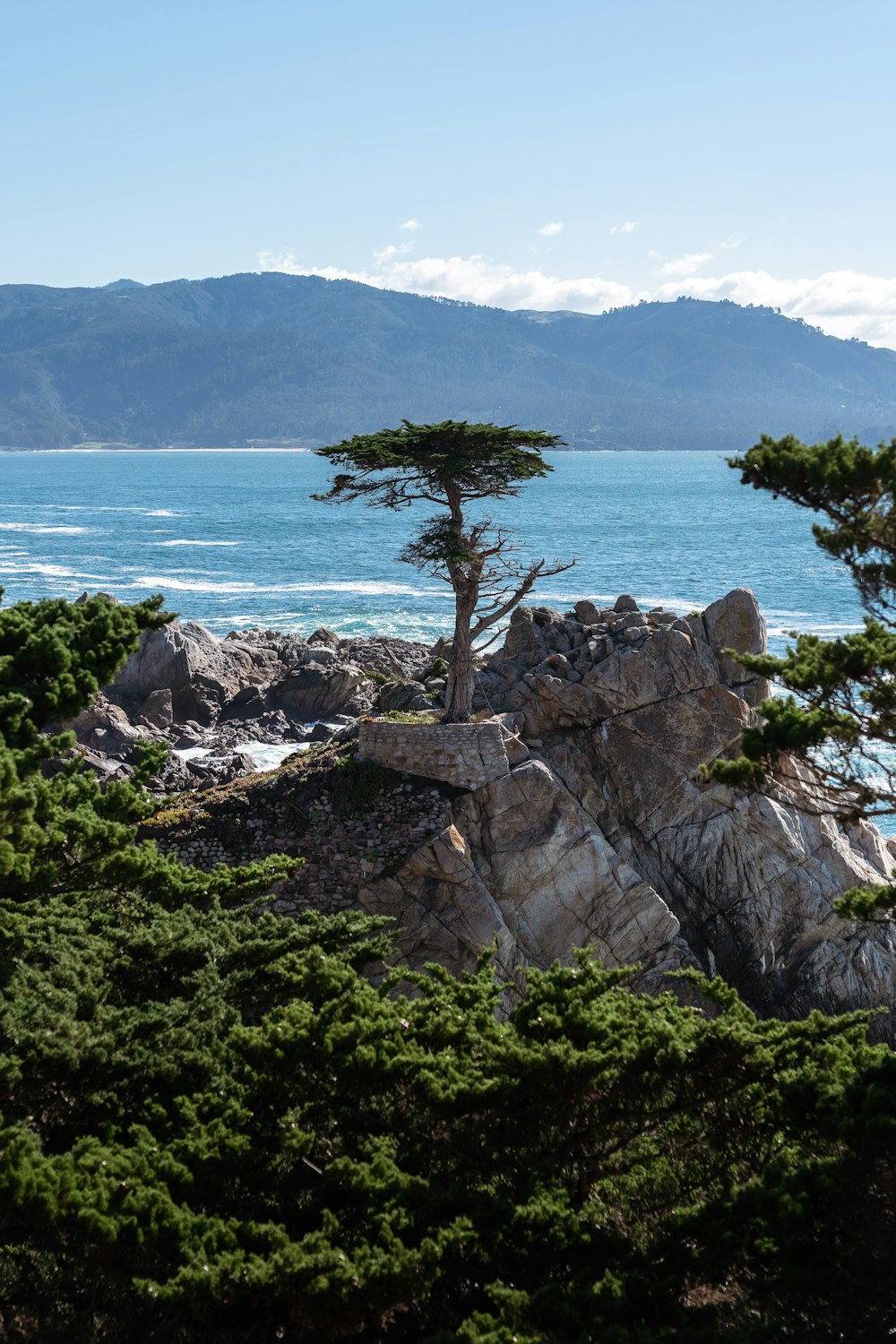 a lone tree on a rocky outcropping by the ocean