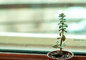 Beige Plant Hanger