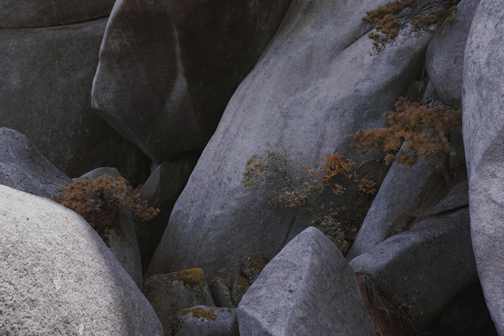 a close up of rocks with plants growing out of them