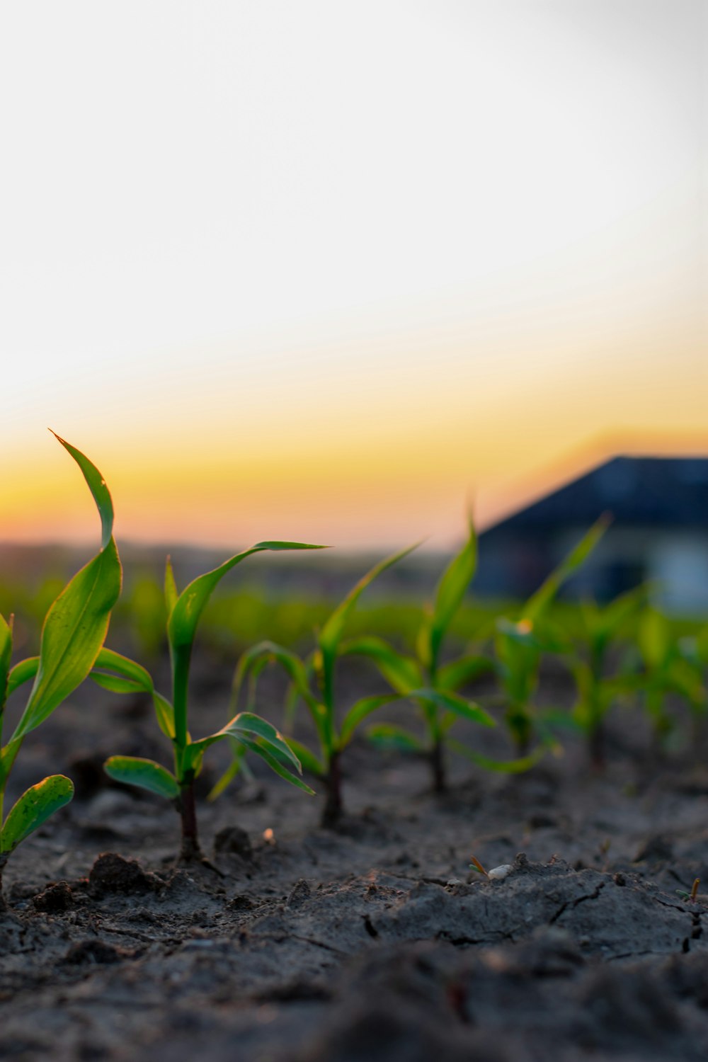 a field of green plants with a house in the background