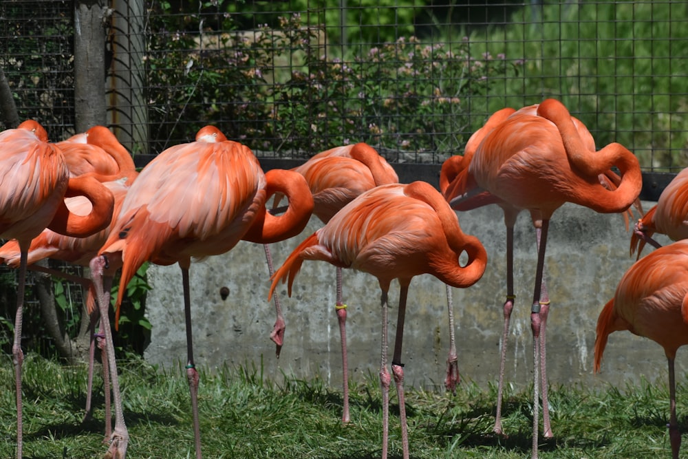 a group of flamingos standing in the grass