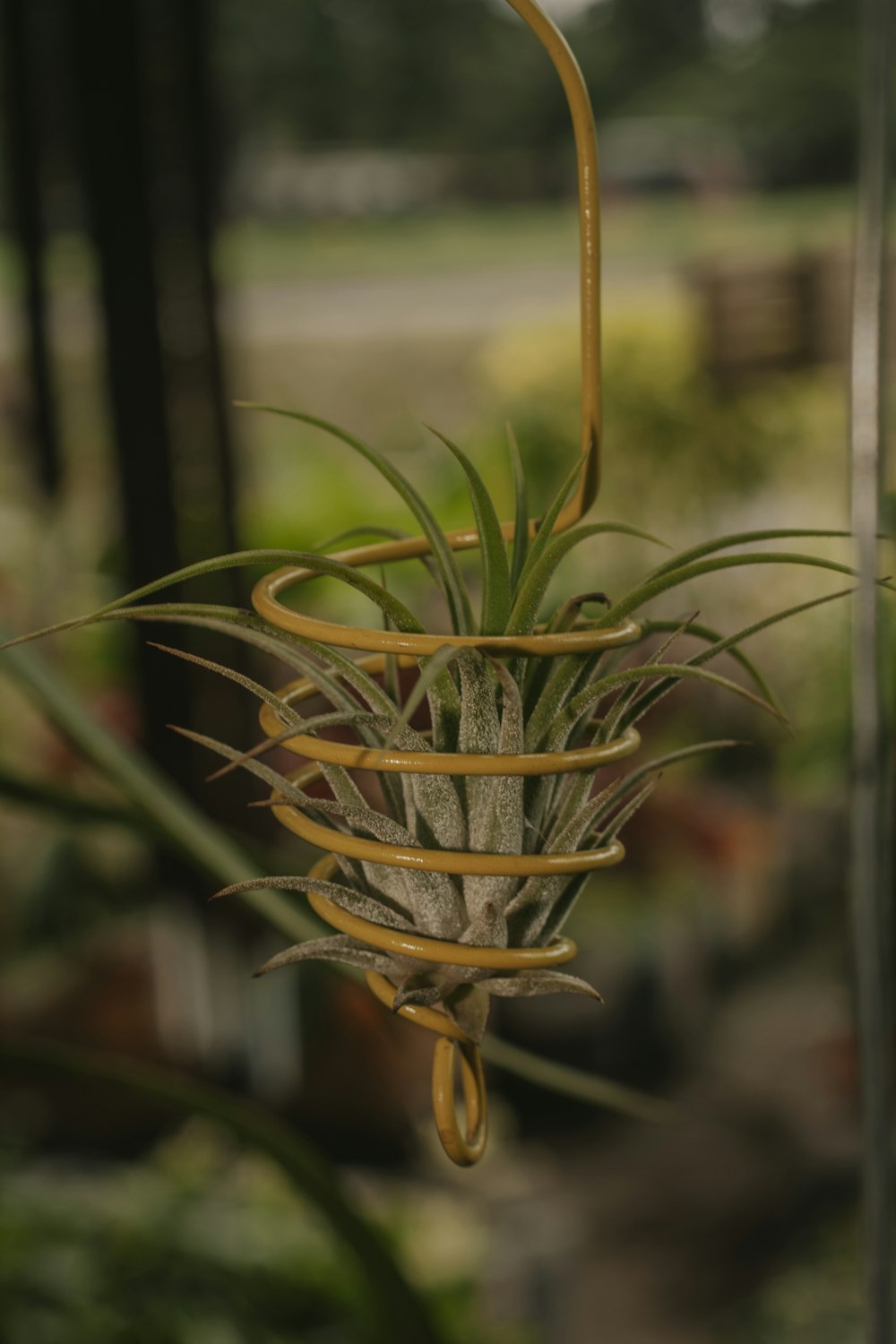 an air plant hanging from a wire in a garden