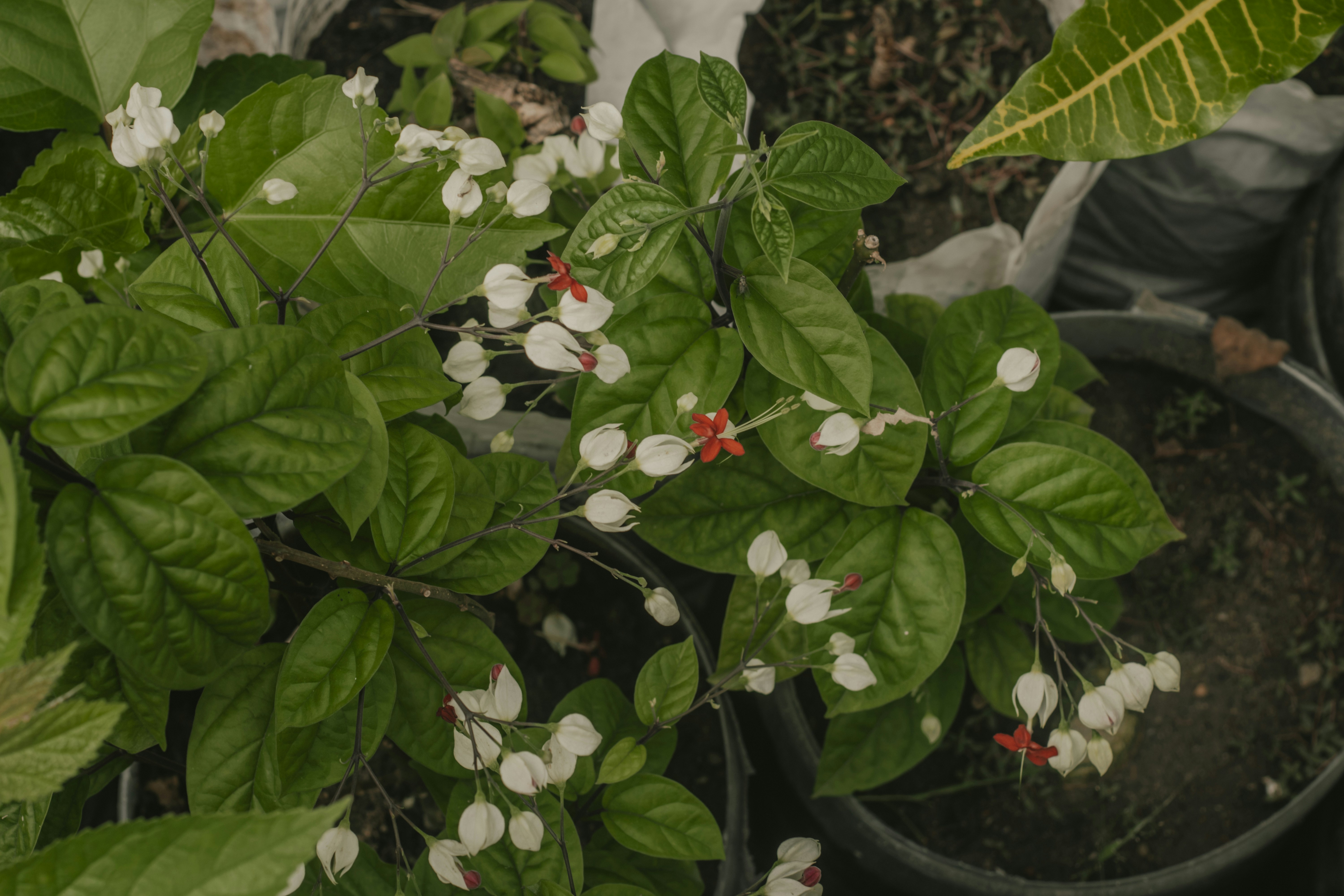Une plante en pot avec des fleurs blanches et rouges photo – Image ...