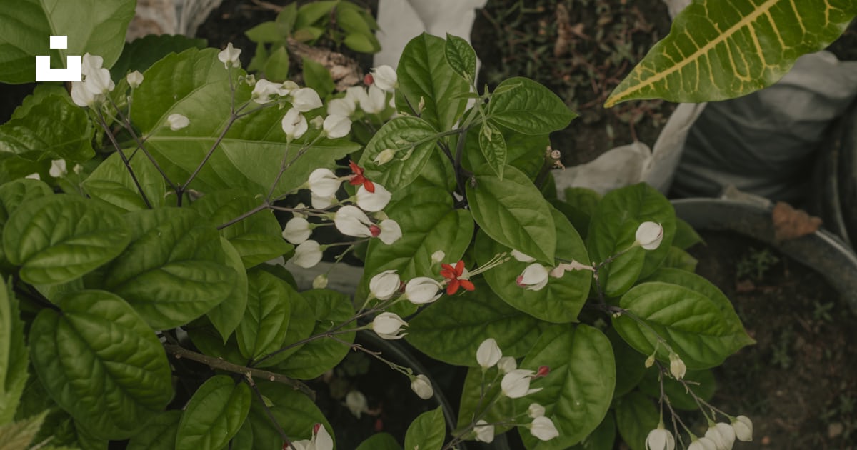 Une plante en pot avec des fleurs blanches et rouges photo – Image ...