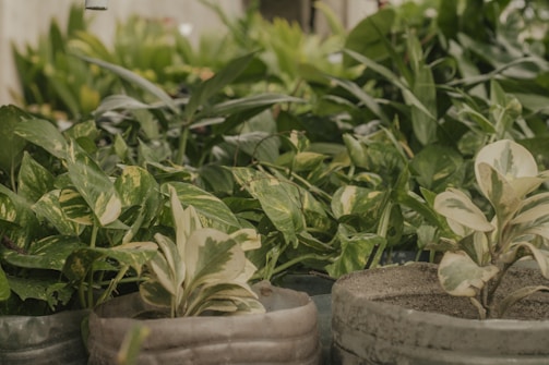 A collection of lush, green plants in pots with various shades of green and cream leaves. The plants are placed closely together, creating a dense and vibrant display of foliage.