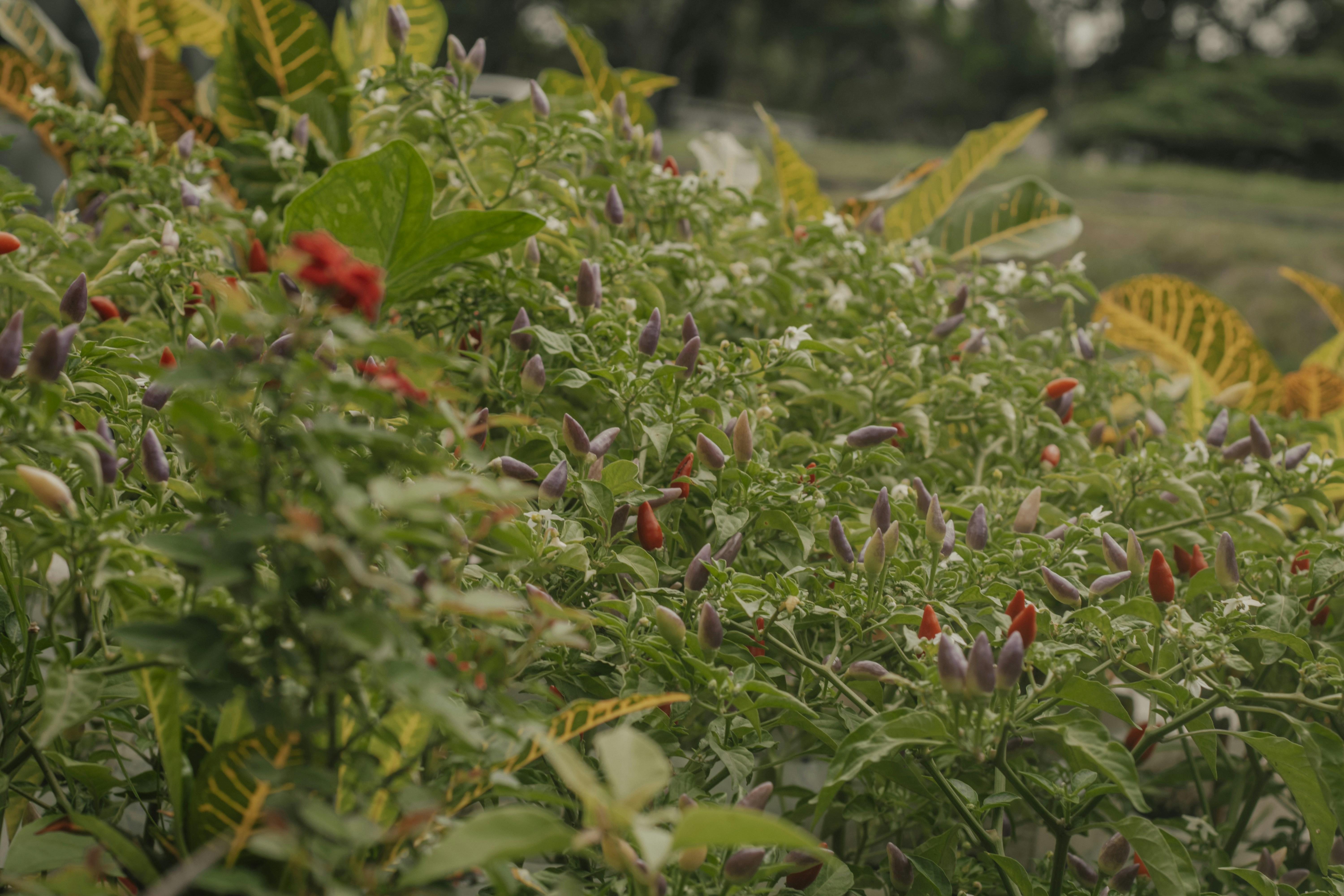 Understanding Gin Botanicals: The Art of Flavor