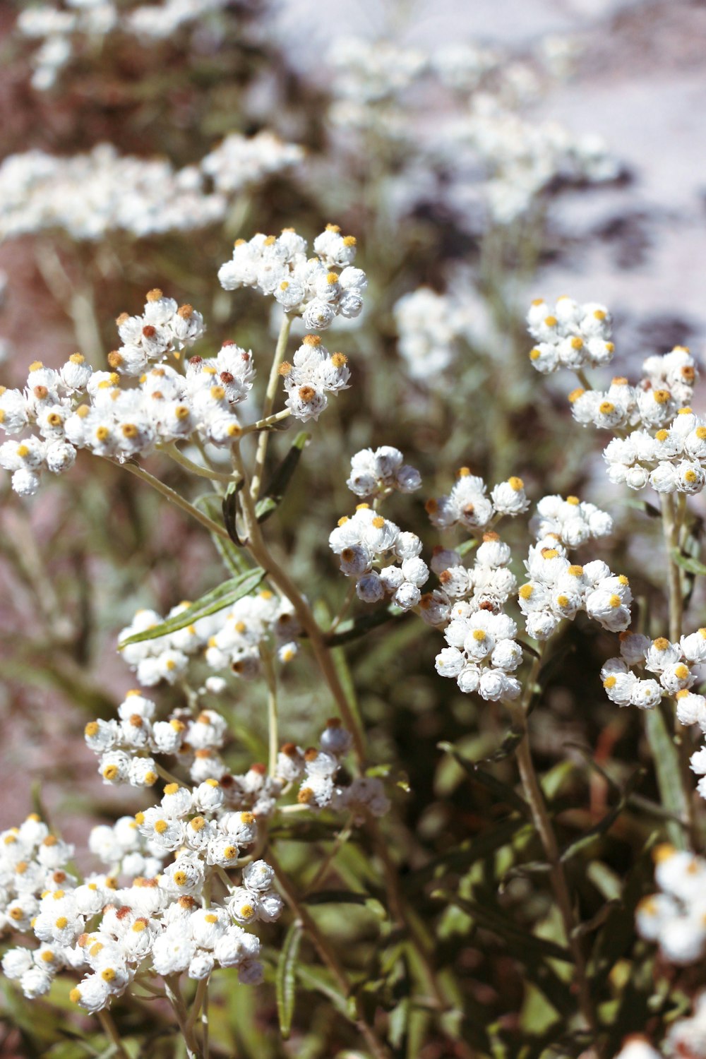 a close up of a bunch of white flowers