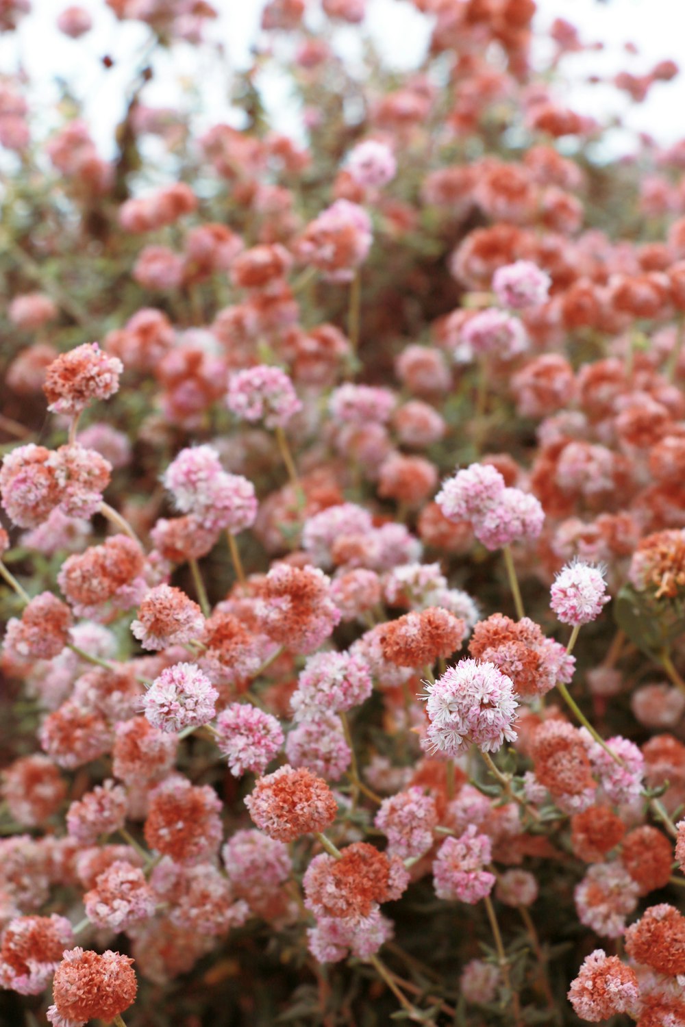 a close up of a bunch of pink flowers